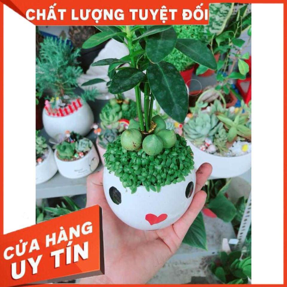 Chậu cây may mắn Nhiều Người Mua