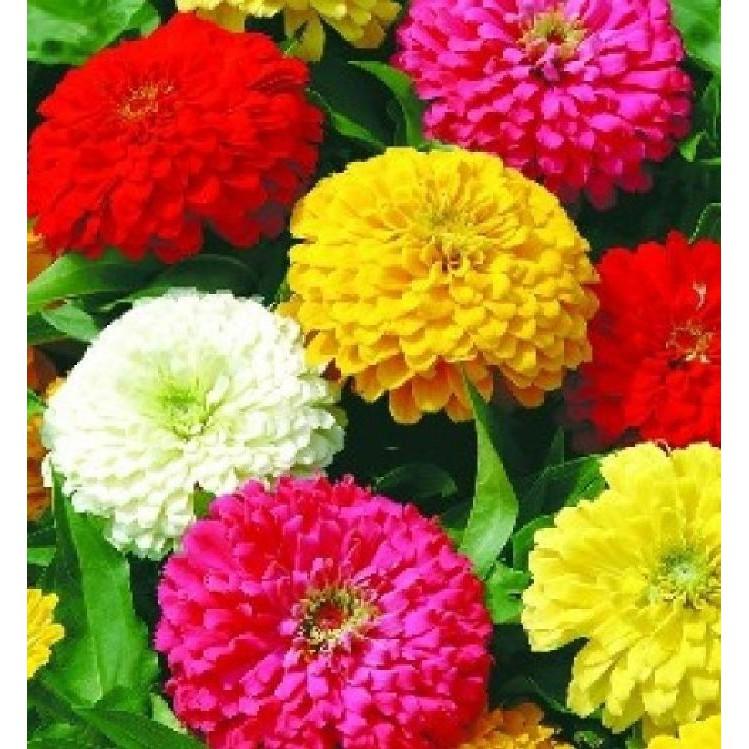 Hạt Giống Hoa Cúc SuSi Nhiều Màu - 50Hạt/gói