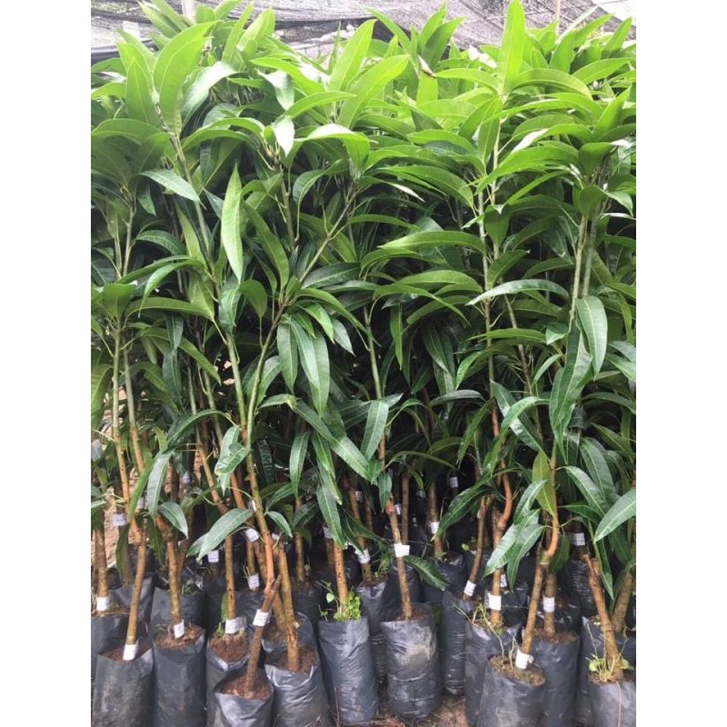 CÂY GIỐNG XOÀI NGỌC VÂN