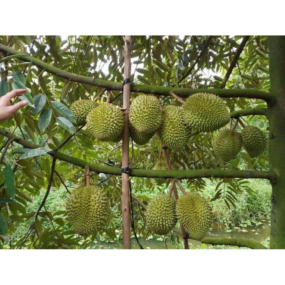 Cây giống sầu riêng ri 6 siêu thái