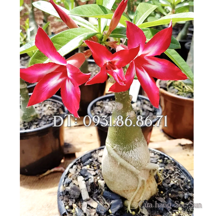 Hạt giống hoa sứ kép Bonsai màu đỏ cánh dài – Bịch 10 hạt – Mã số 1782