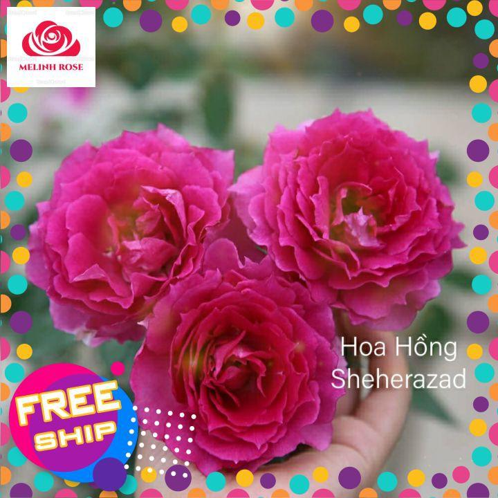 Hoa hồng Sheherazad rose,Hoa hồng Nhật hồng tím cực đẹp