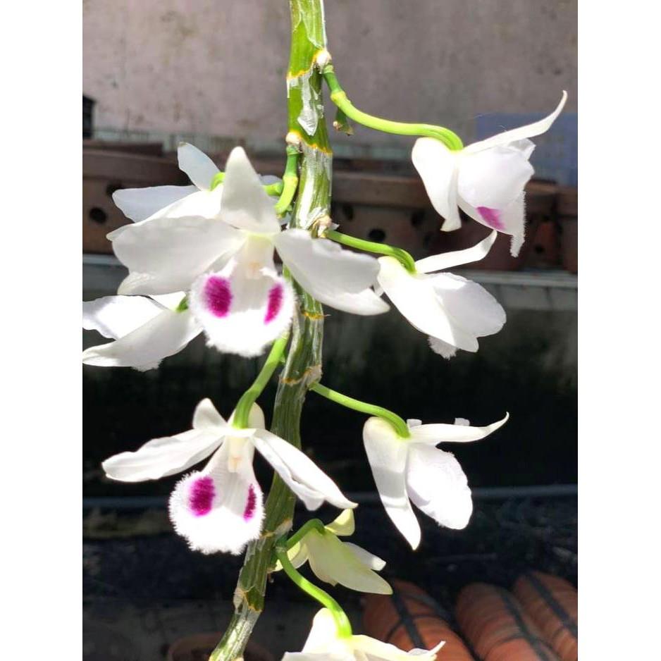 Cốc phi điệp 5 cánh trắng NGƯỜI ĐẸP BÌNH DƯƠNG - hàng gieo hạt - hoa xổ số - hoa siêu đẹp giá rẻ