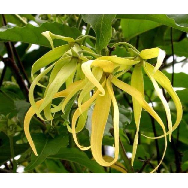 Cây giống hoa dẻ thơm cao 20 cm chuẩn giống cây trong bầu