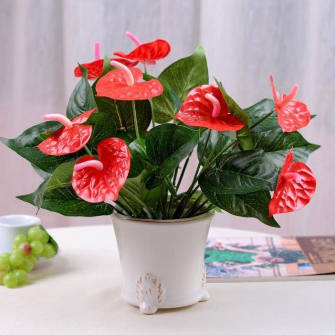 Chậu cây hồng môn