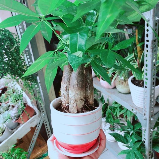 Chậu Kim Ngân 3 Thân