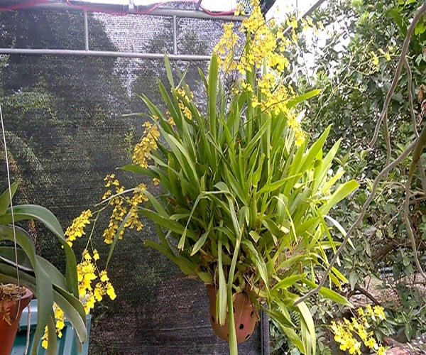 Cây hoa lan vũ nữ
