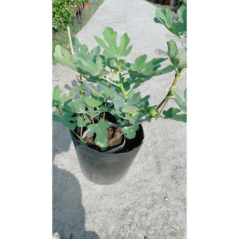 Cây Sung Có Sẵn Trái