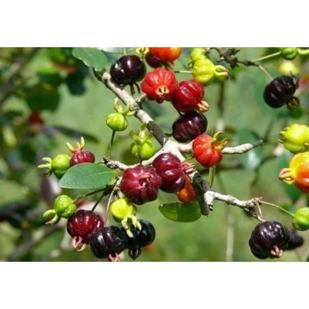 Cây giống cherry Surinam siêu Hot quả quanh năm - tặng 2 cây chè xanh