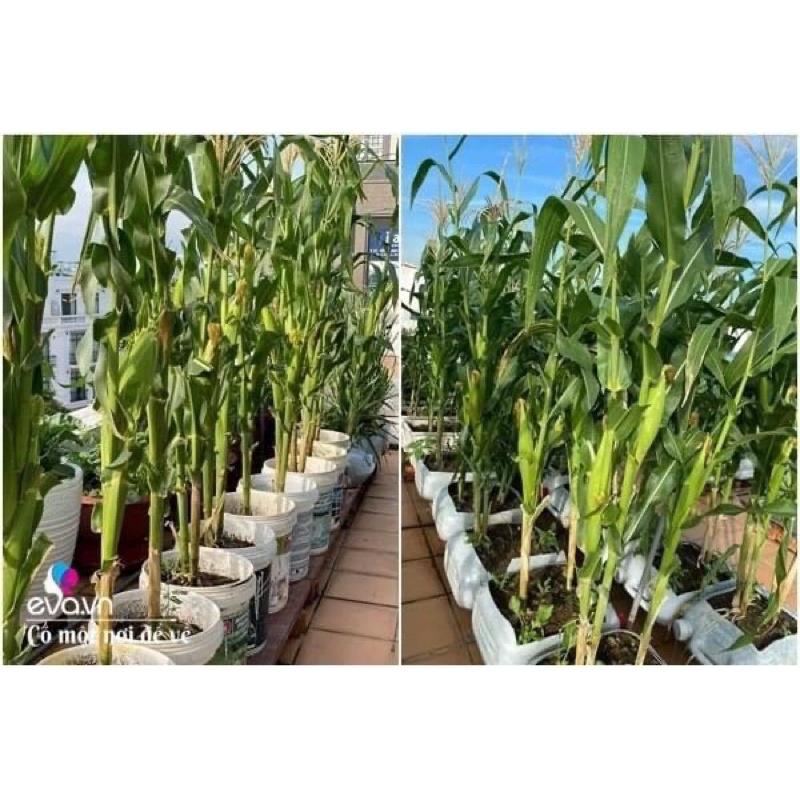 PHÂN BÓN CAO CẤP ĐA-TRUNG-VI LƯỢNG DURAMON 12-8-6+TE SIÊU TĂNG TRƯỞNG