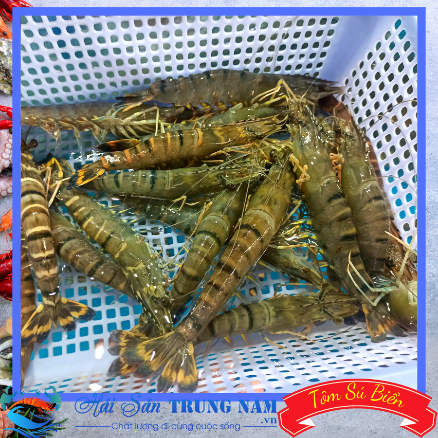 Bộ Sưu Tập Hình Tôm Hùm Cực Chất Full 4K  Hơn 999 Hình Tôm Hùm Đẹp Mắt   TH Điện Biên Đông