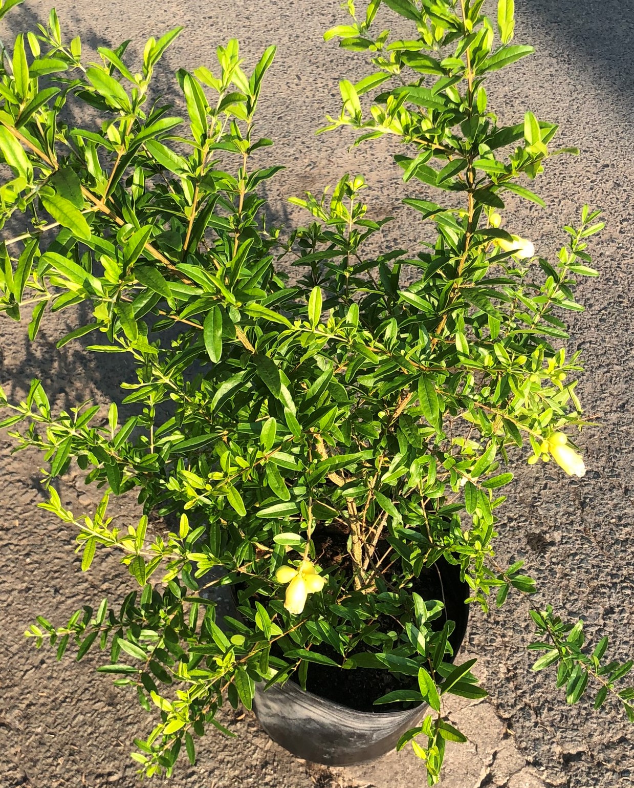 Cây lựu Thái ăn trái hoa màu trắng