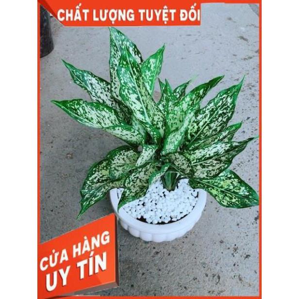 Chậu Ngọc Ngân