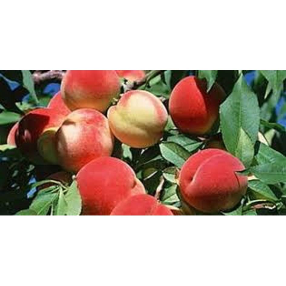 CÂY GIỐNG ĐÀO BÁT TIÊN