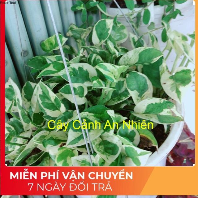 Trầu Bà Nham Thạch