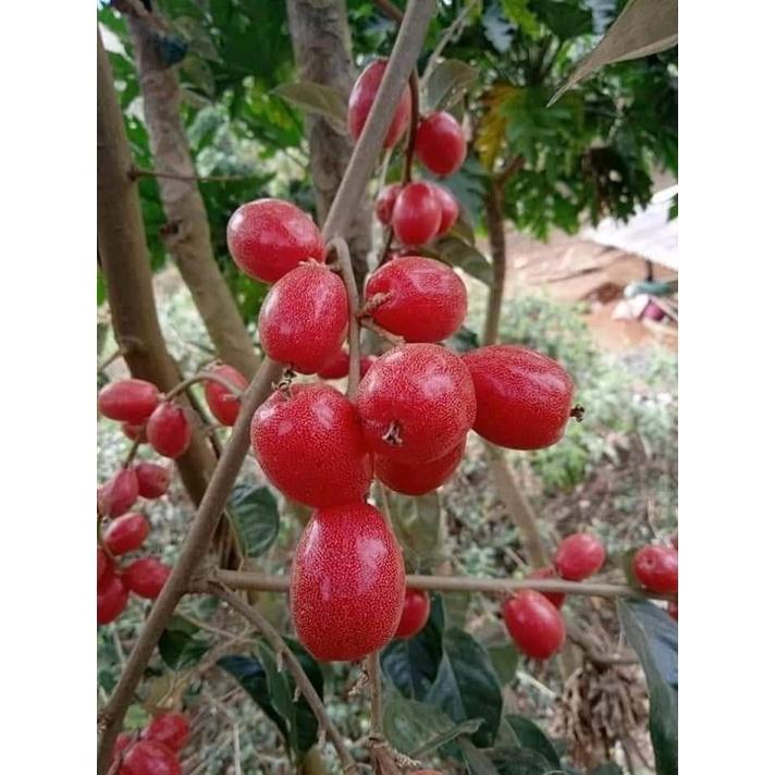 Cây Nhót Ngọt Siêu Trái