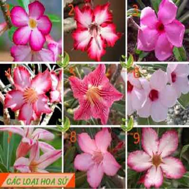 Cây Sứ Thái Kiều Diễm cỡ to