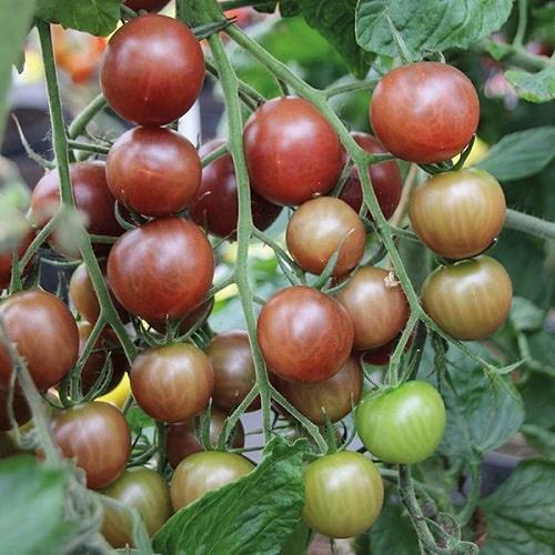 Hạt Giống Cà Chua Bi Socola F1 (Cà Chua Cherry) F1 KNS362 - Gói 30 hạt