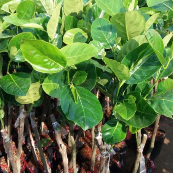 Cây mít thái siêu sớm giống