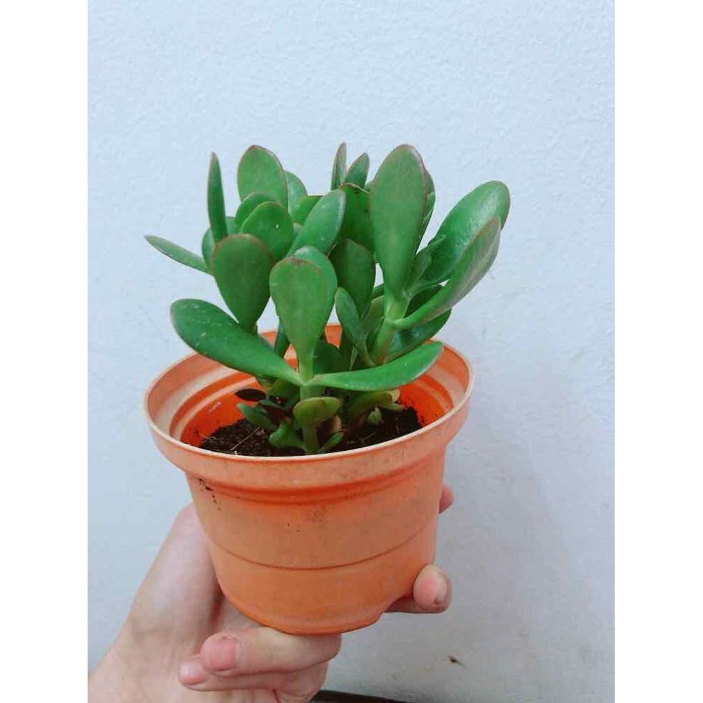 Chậu cây ngọc bích Bán Chạy
