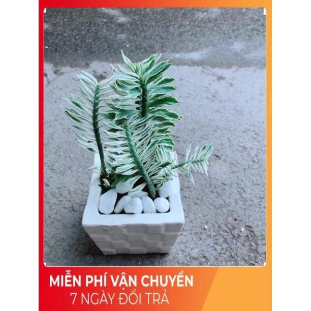 Chậu Cây Chân Rết