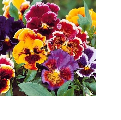 2 Gói Hạt Giống Hoa Bướm Pansy Kép