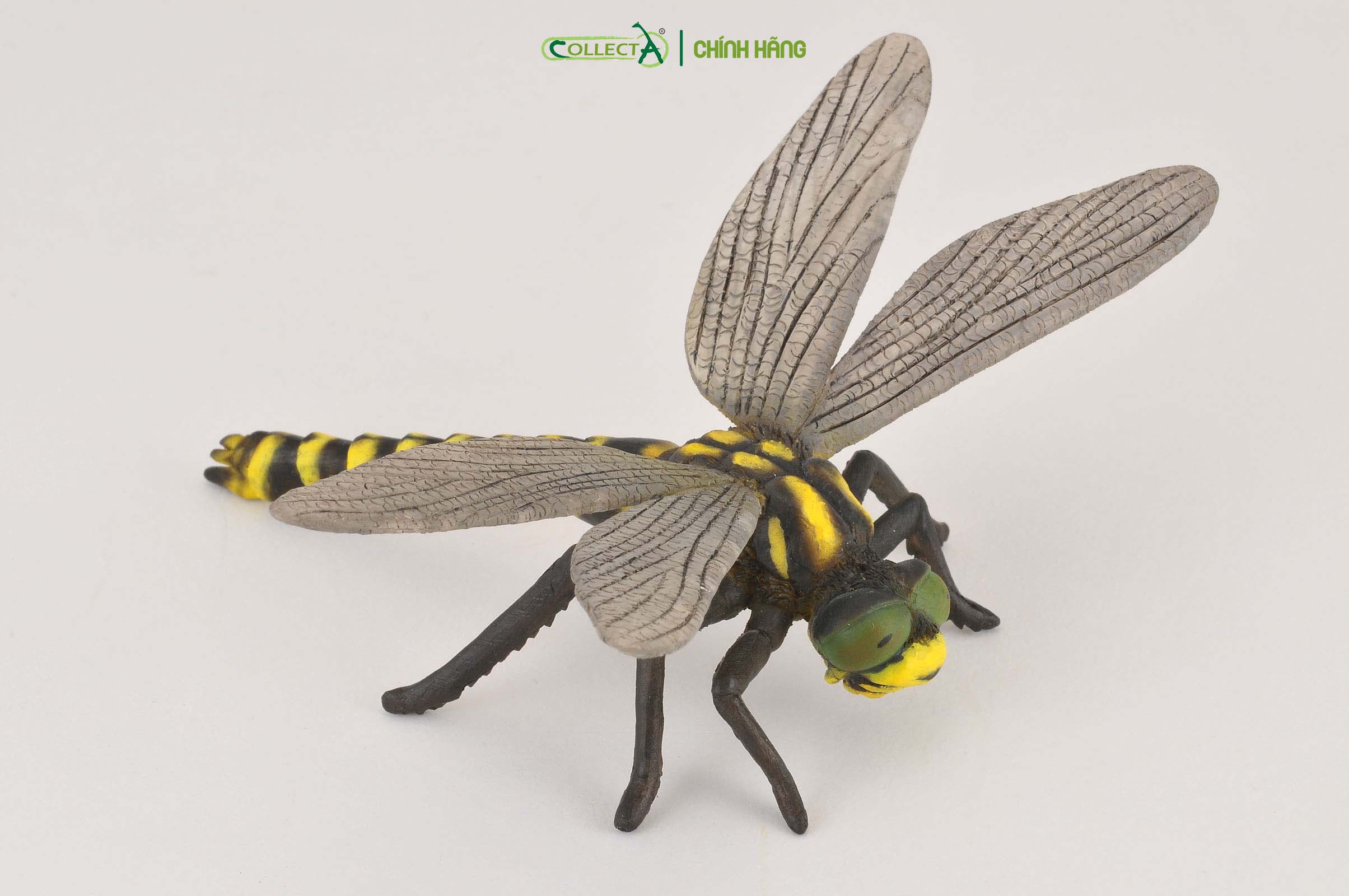 Mô hình thu nhỏ: Chuồn Chuồn Ngô - Golden-Ringed Dragonfly , hiệu: CollectA, mã HS 9653060[88350] -  Chất liệu an toàn cho trẻ - Hàng chính hãng