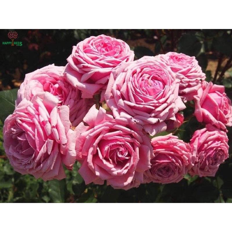 Hoa hồng ngoại Yua Rose - hồng bụi cao, hoa thơm