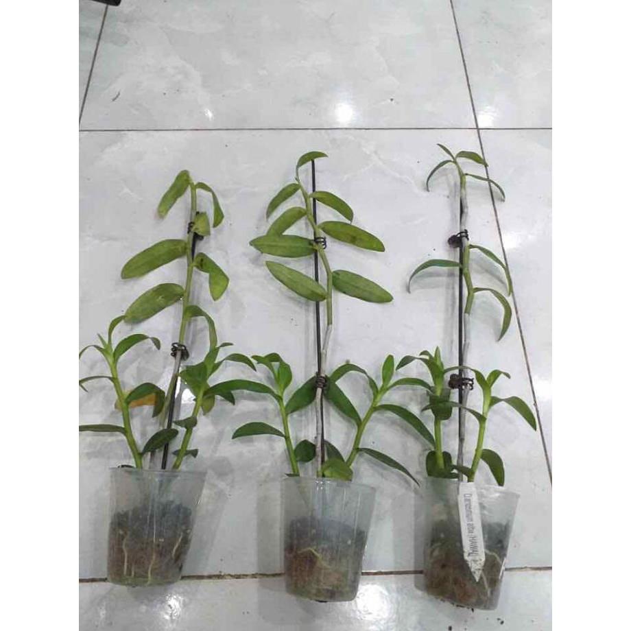 Hoa phong lan Hawai trắng xưa