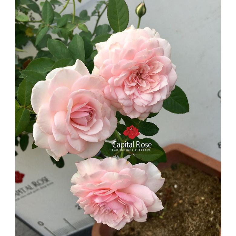 Hoa hồng ngoại Misaki siêu đẹp - chậu to , cây to già 2 năm