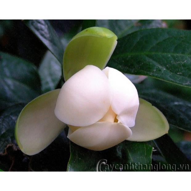 NGUYÊN CHẬU CÂY HOA DẠ HỢP TRẮNG TINH KHÔI, THƠM DỊU DÀNG + Tặng 01 cây dâu da đất