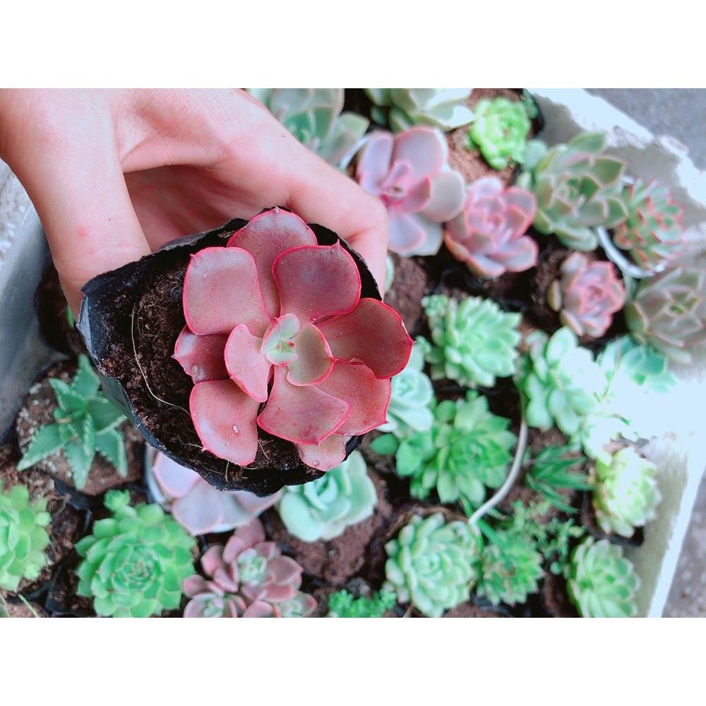 Combo 10 Cây Sen Đá