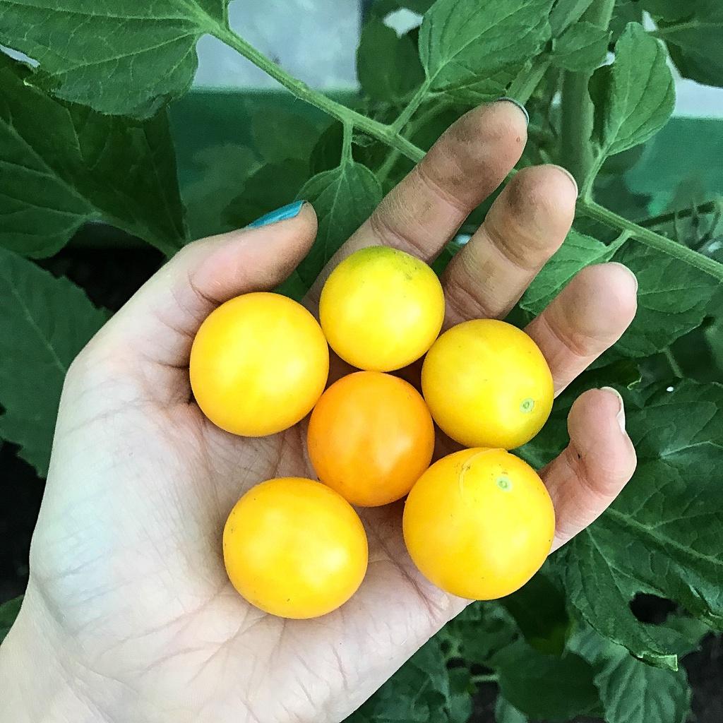 Hạt giống cà chua cherry vàng ngọt ORANGE CHARM 403 gói 5 hạt