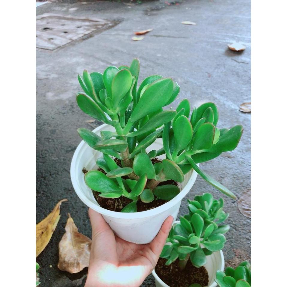 Chậu Ngọc Bích Bán Chạy
