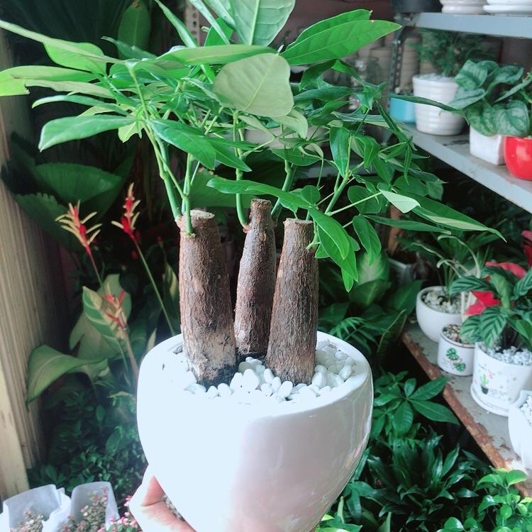 Chậu Kim Ngân 3 Thân