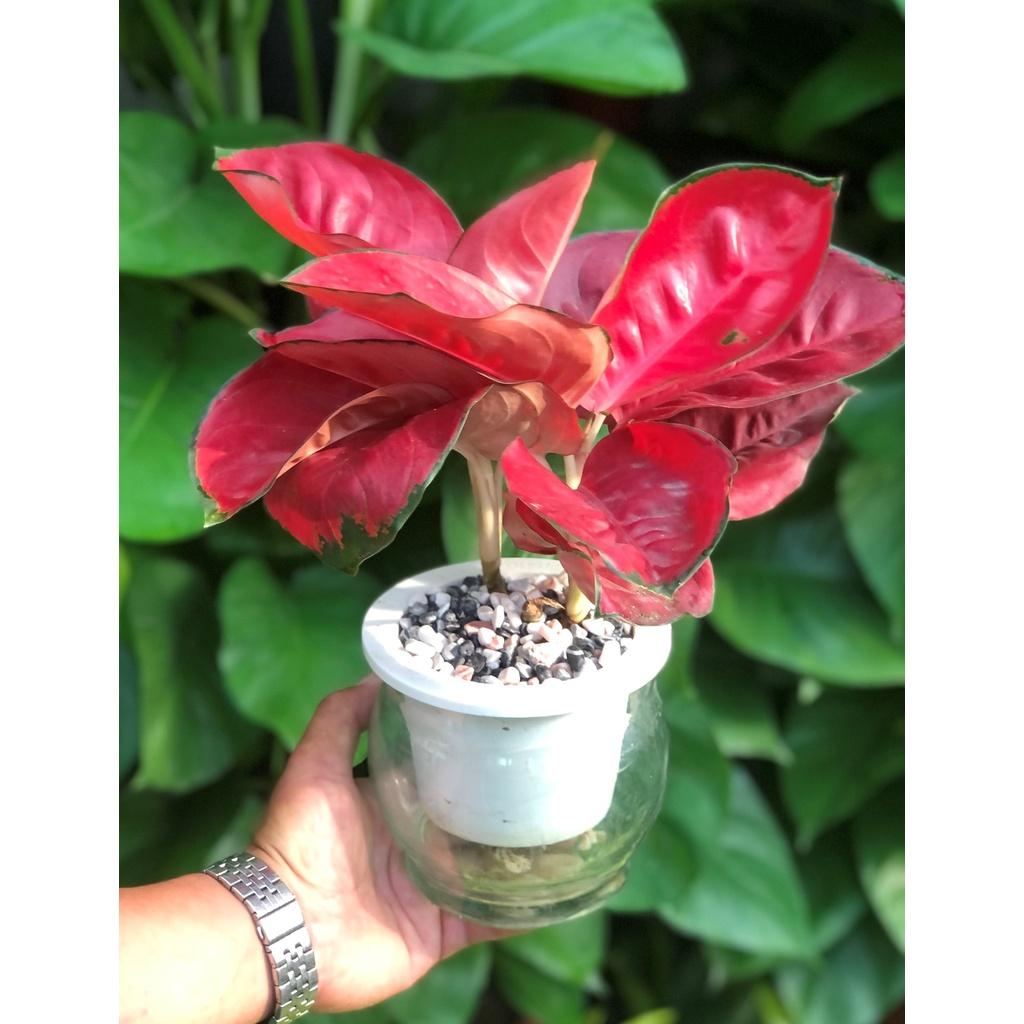 Chậu thủy tinh cây Hồng Phát Lộc thủy canh