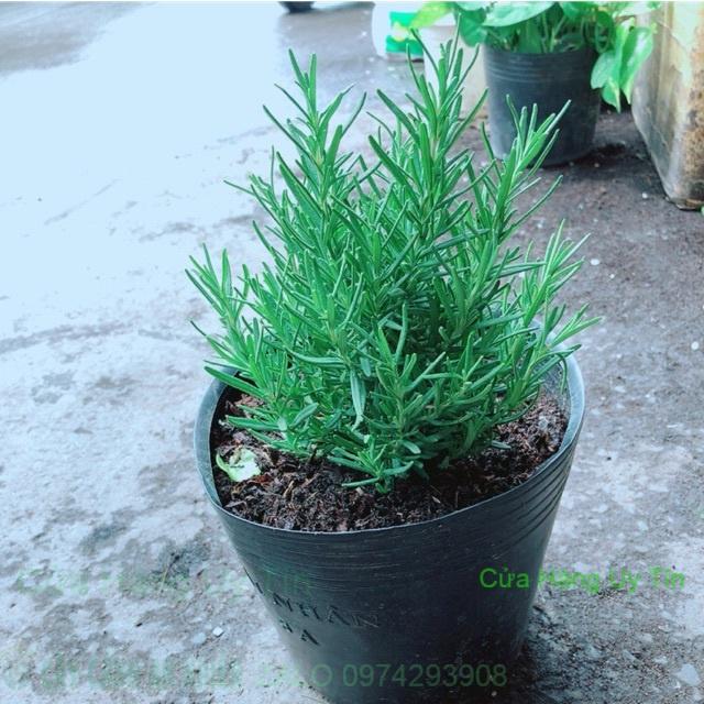 Hương Thảo Đuổi Muỗi