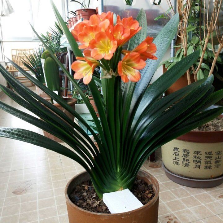 CHẬU LAN QUÂN TỬ NHƯ ẢNH