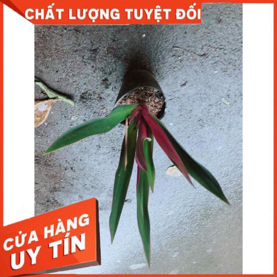 Cây Lẻ Bạn Nhiều Người Mua