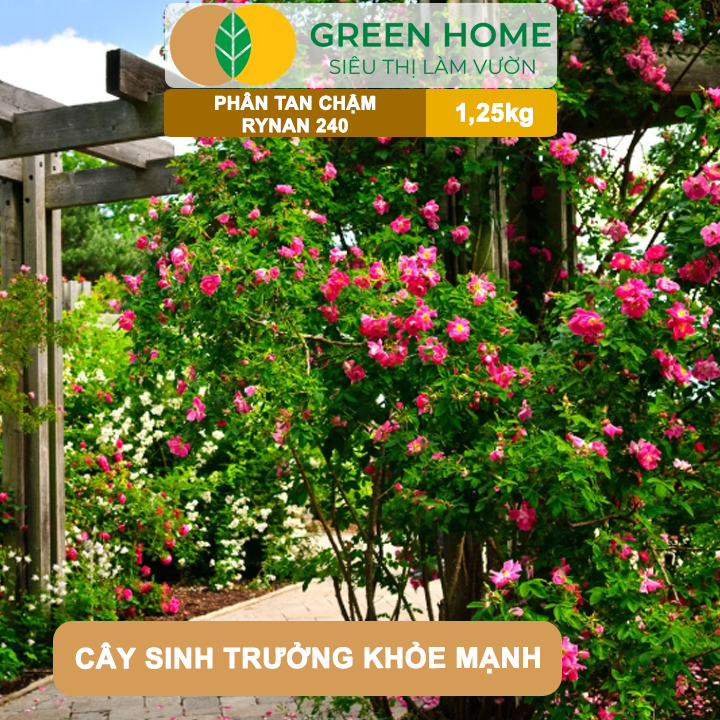 Phân Tan Chậm GreenHome, Rynan 240, Hũ 1,25kg, Dùng Cho Hoa Hồng Ra Hoa Đều Và Màu Sắc Rực Rỡ