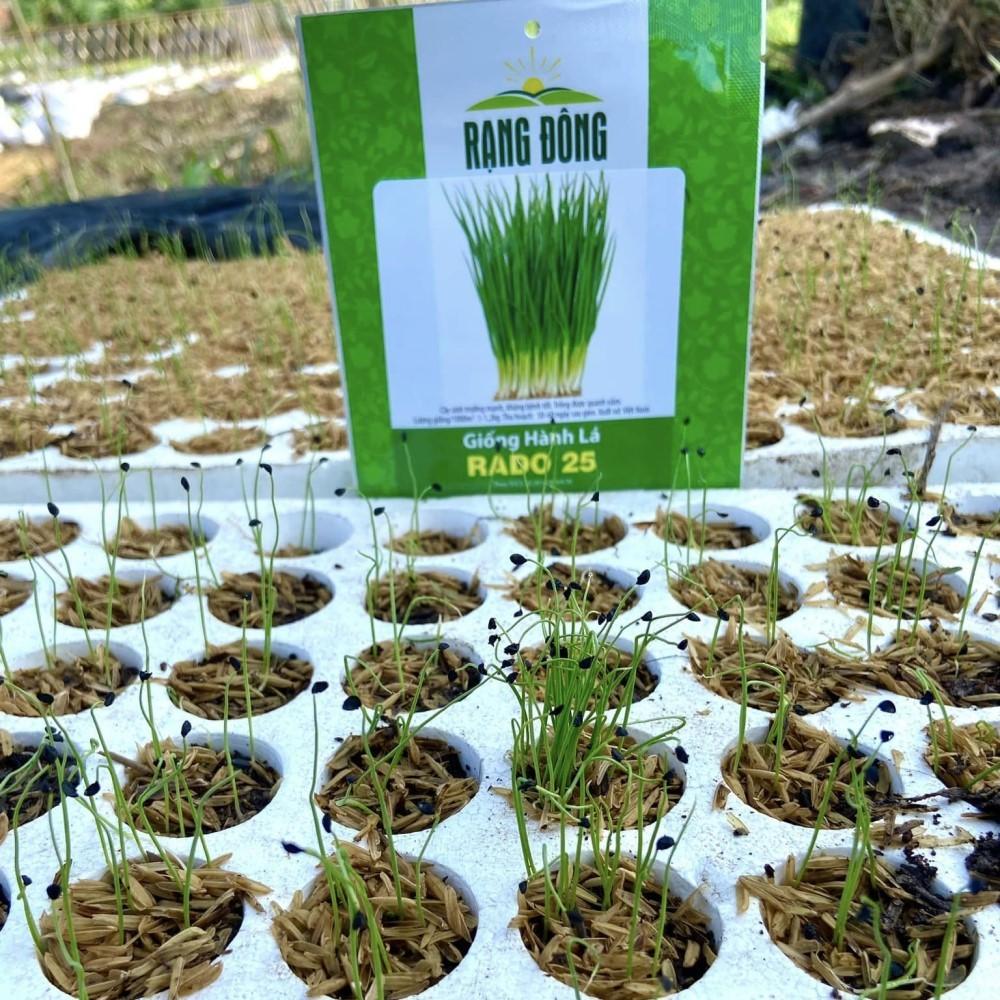 Hạt giống Hành Lá Rado 25 (2,5g~700 hạt) cây phát triển mạnh, trồng quanh năm, dễ chăm sóc - Hạt giống Rạng Đông