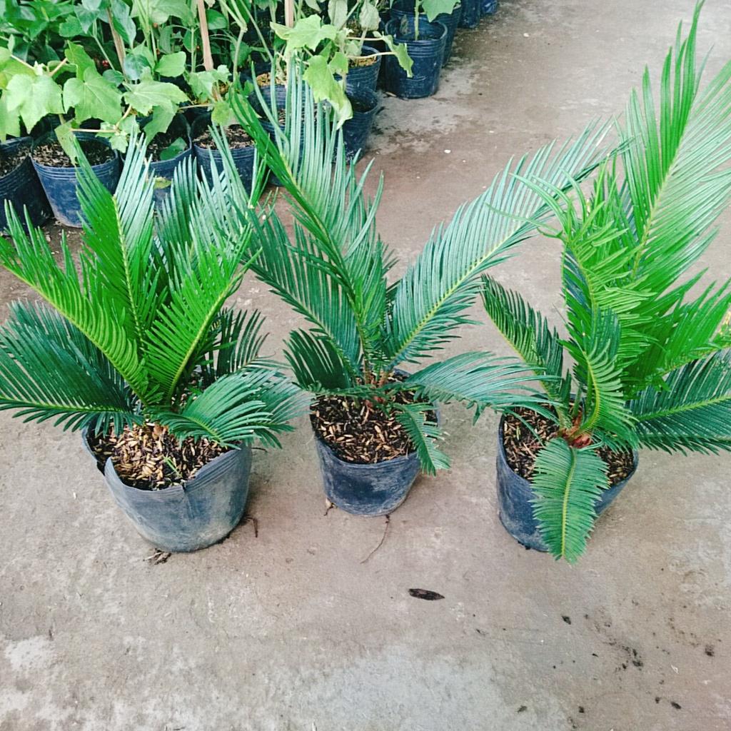 Cây thiên tuế - cây cảnh để bàn + tặng phân bón cho cây mau lớn