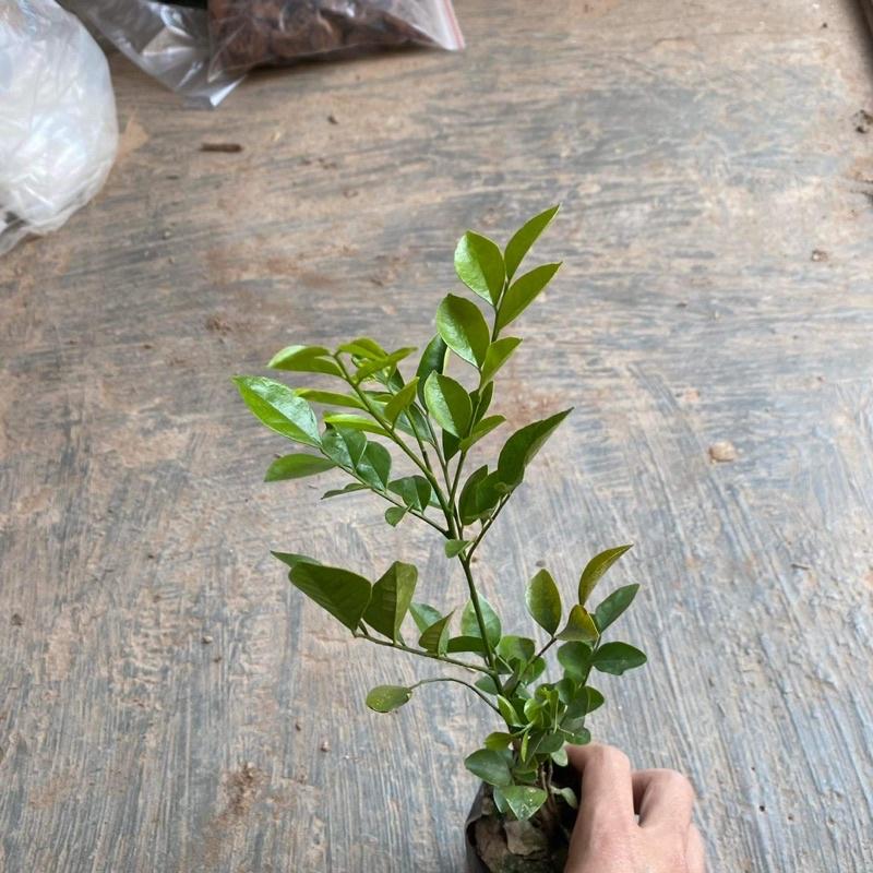 Cây nguyệt quế trồng bịch đen cao đã ổn định thích hợp trồng bồn hoa sân vườn
