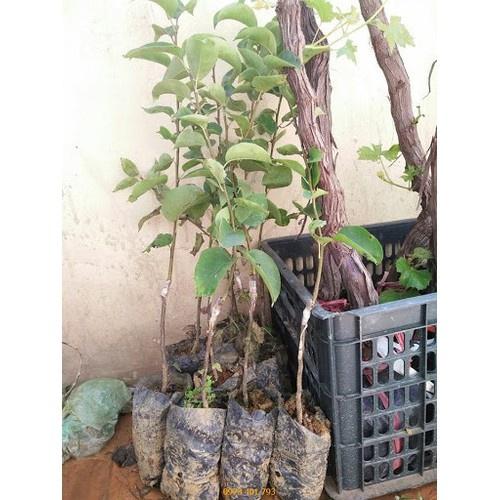 CÂY GIỐNG Cây Lê Nâu