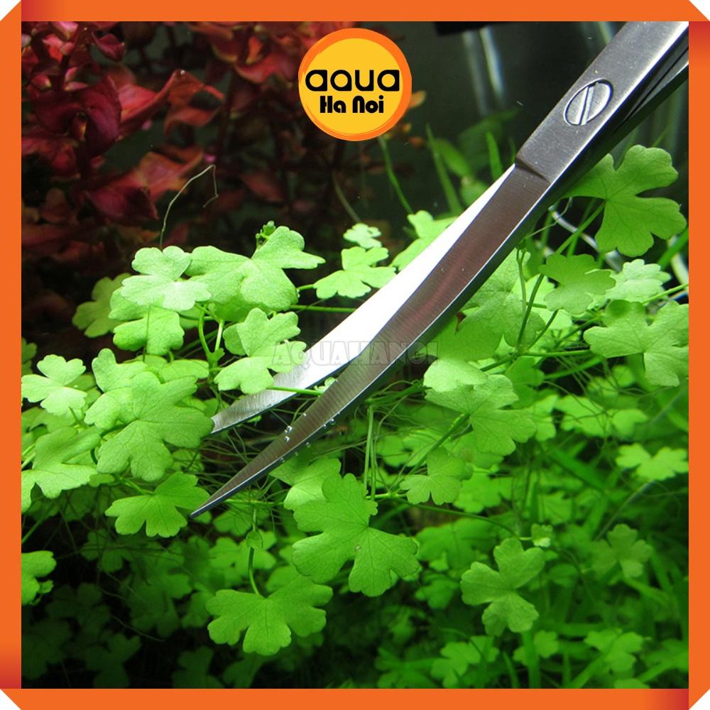Kéo lưỡi thẳng/lưỡi cong cắt tỉa cây thủy sinh - inox không gỉ