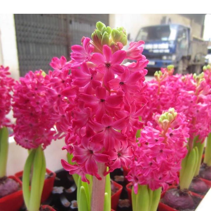 Củ hoa tiên ông hồng đậm - 1 củ