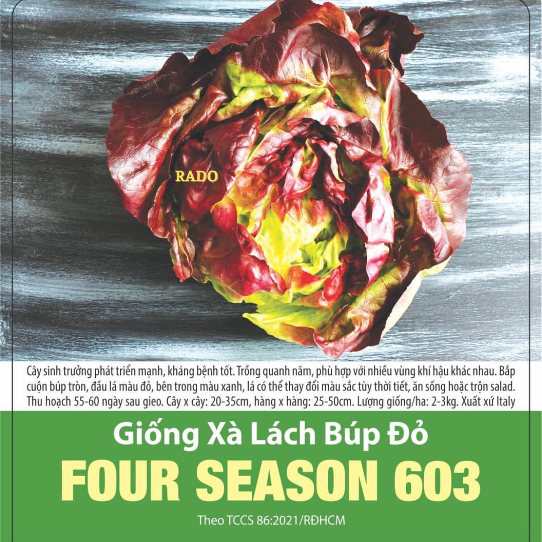 hạt giống Xà lách búp đỏ FOUR SEASON 603 (2g)