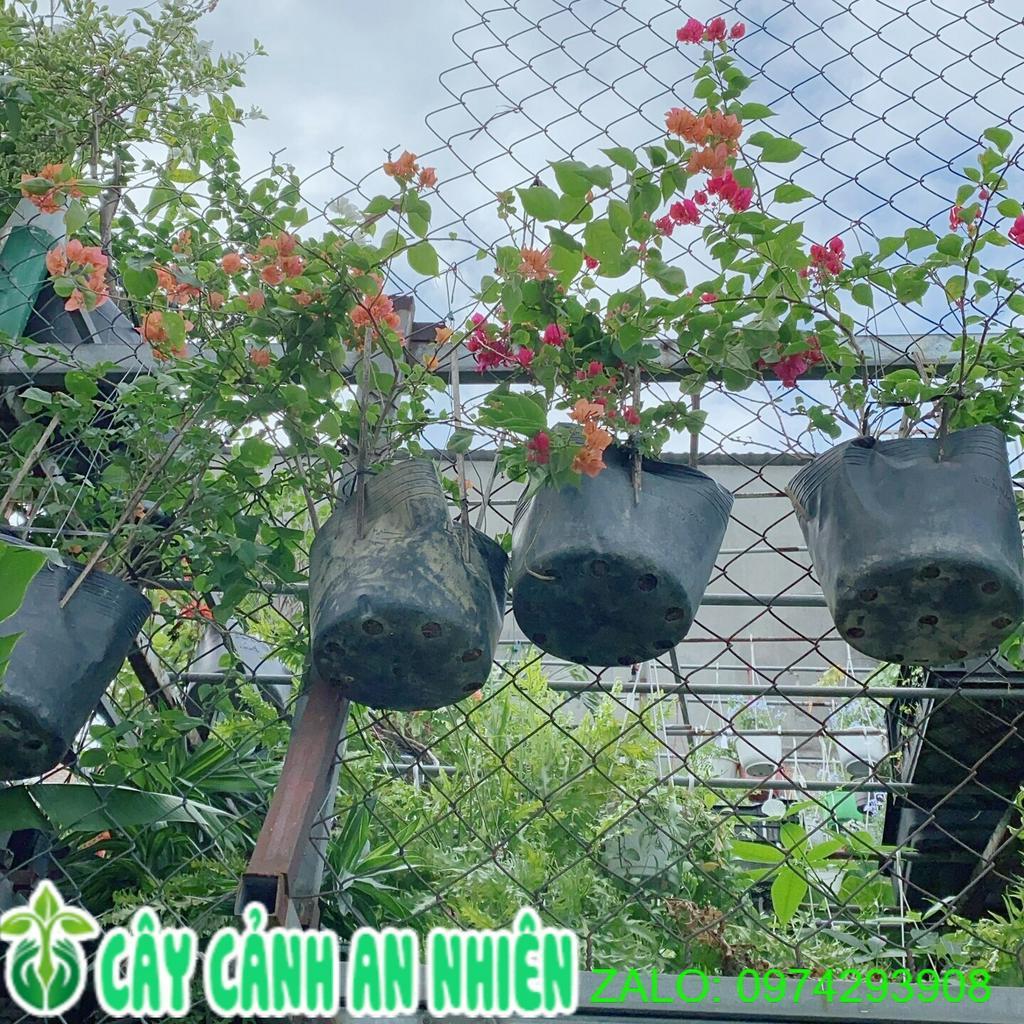 Hoa Giấy hàng đẹp