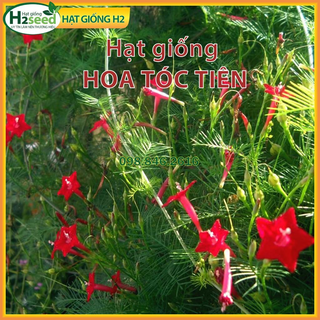 Hạt giống hoa tóc tiên mix màu - hoa tóc tiên leo giàn dễ trồng, dễ chăm sóc