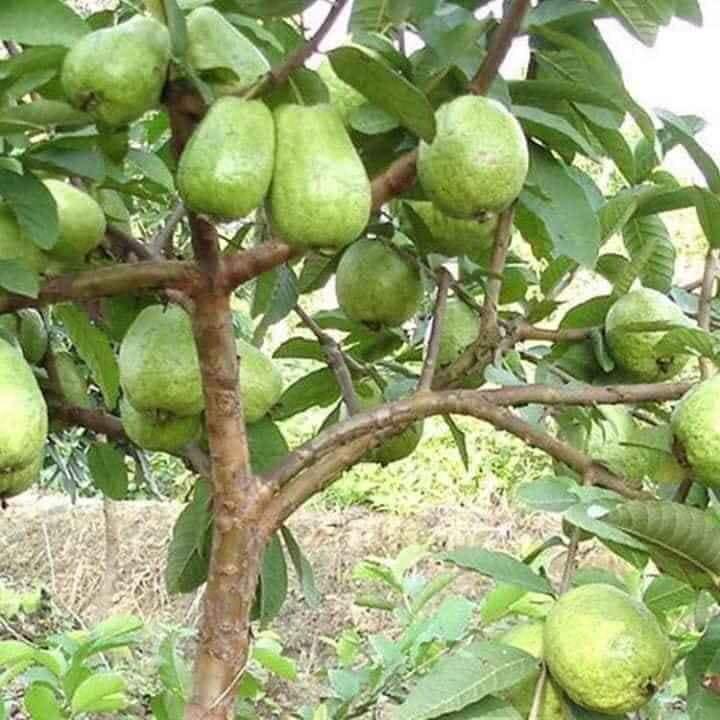 Cây Giống Ổi Lê Ruột Đỏ